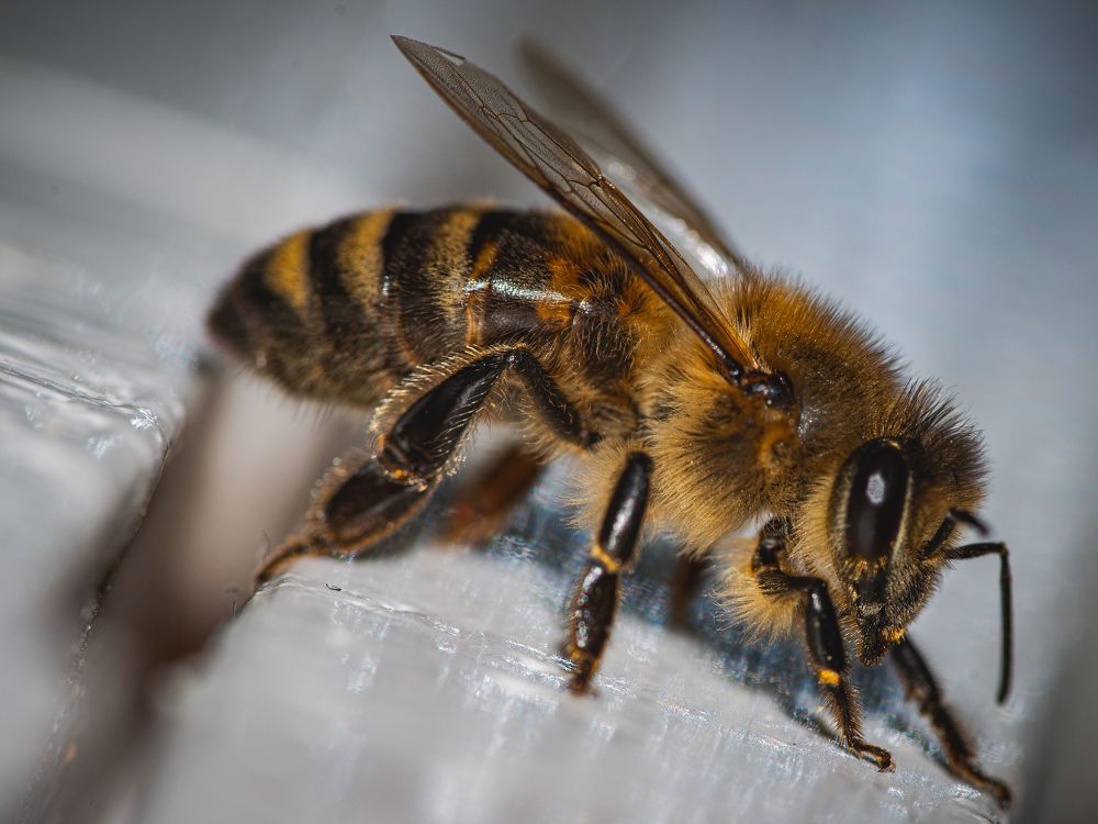 Photograph by Manzoni Paolo