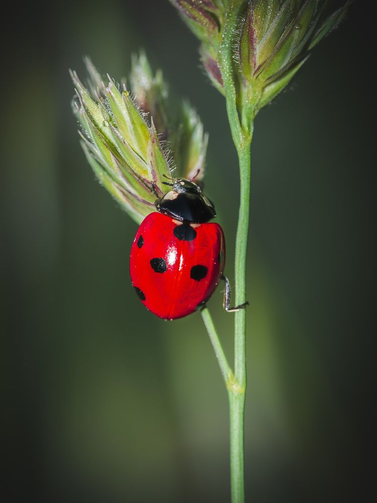 Photograph by Manzoni Paolo