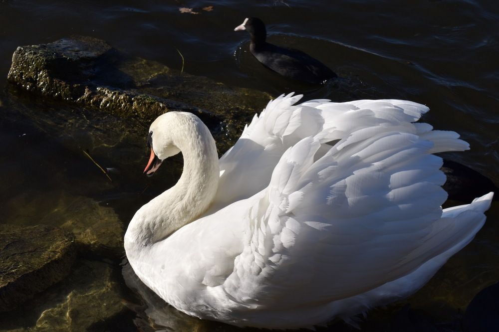 Засмущался