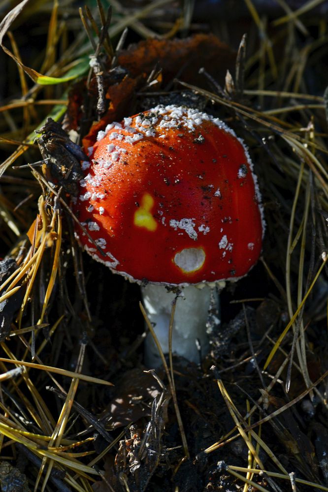 Photograph by Елена Иванова