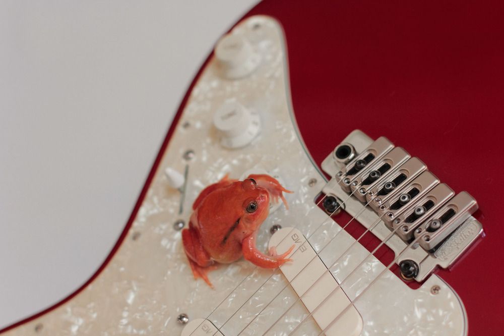 Музыкальная Лягушка