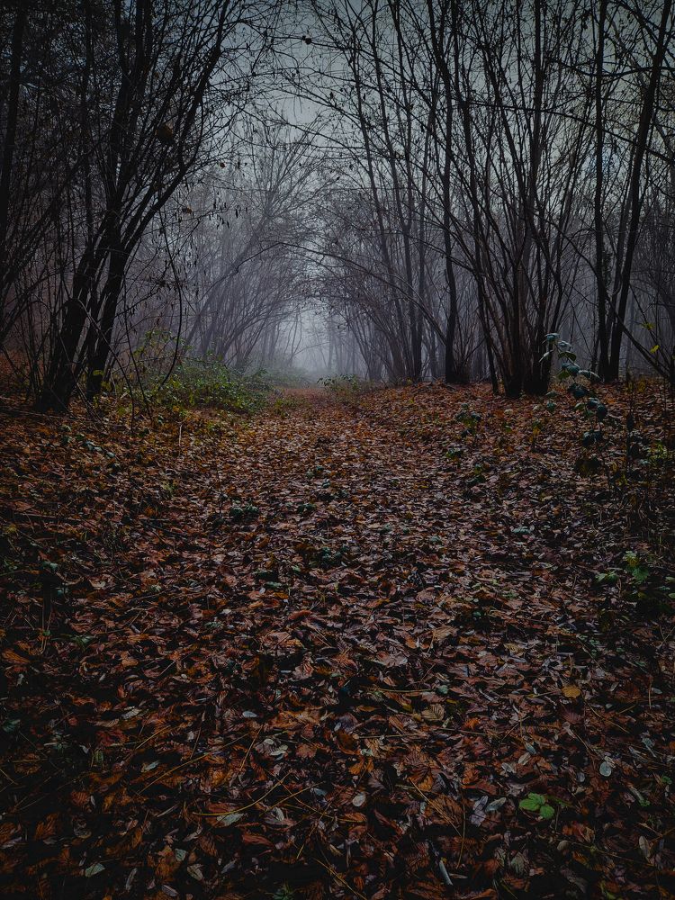 Photograph by Manzoni Paolo