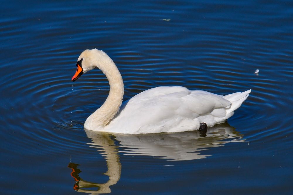 Фотография автора Олег Капуста