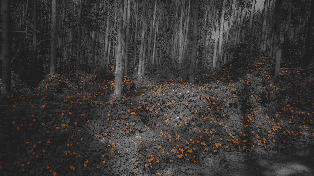 Bosque encantado