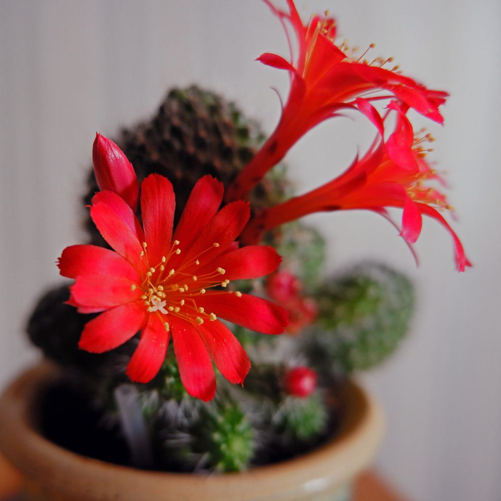 Цветущий кактус.