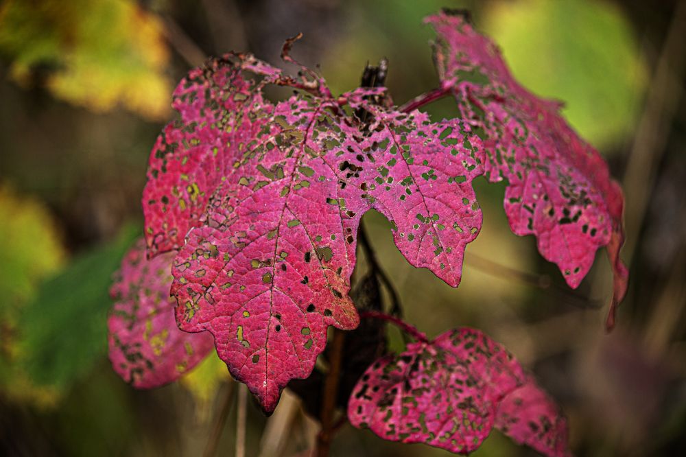 Photograph by Елена Беланенко