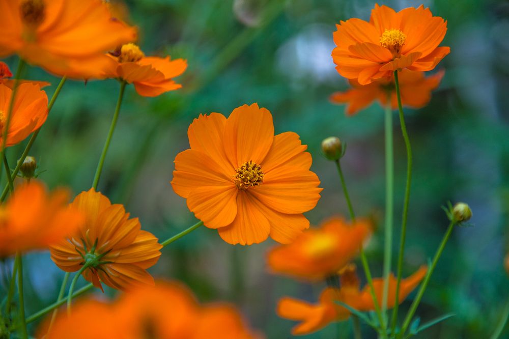 Photograph by Hikmet Sadixov