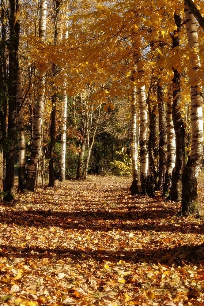 Березовая роща