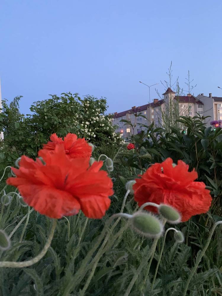 Фотография автора Ирина Шпаковская