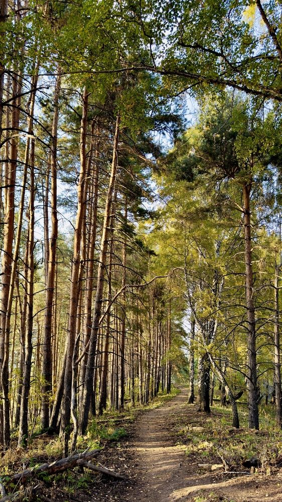 Сосновая тропа