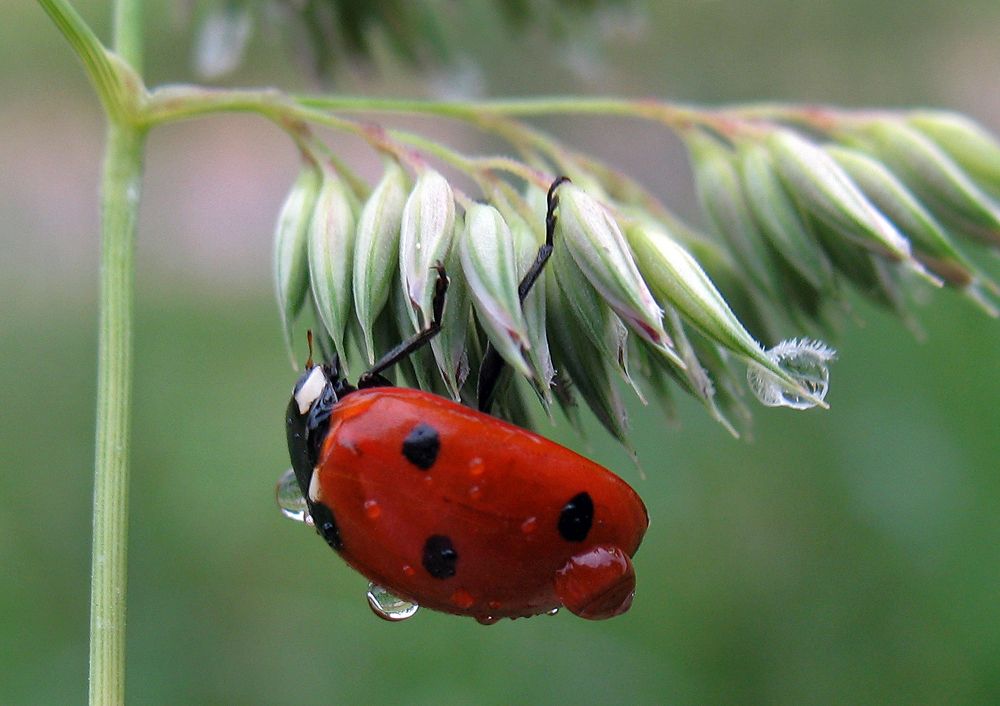 После дождя