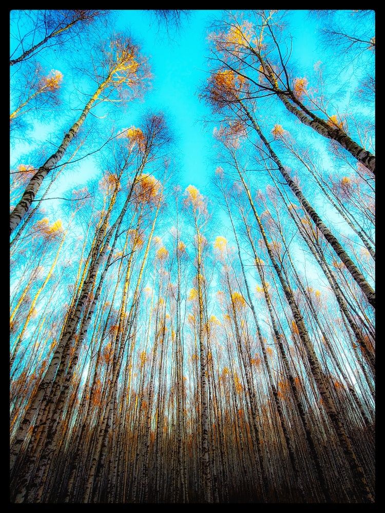 Фотография автора Чирков Пётр