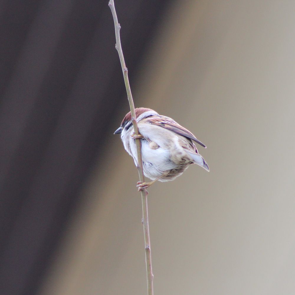 Photograph by Александра Тимошенко