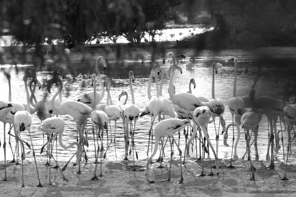 Photograph by Mohsen Naranjani