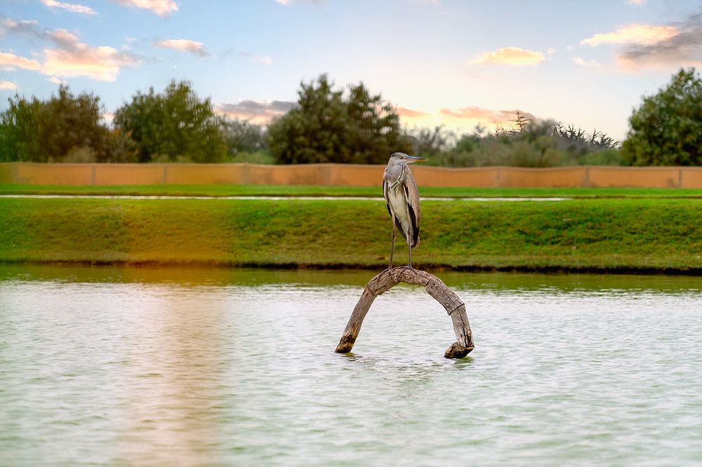 Фотография автора Mohsen Naranjani