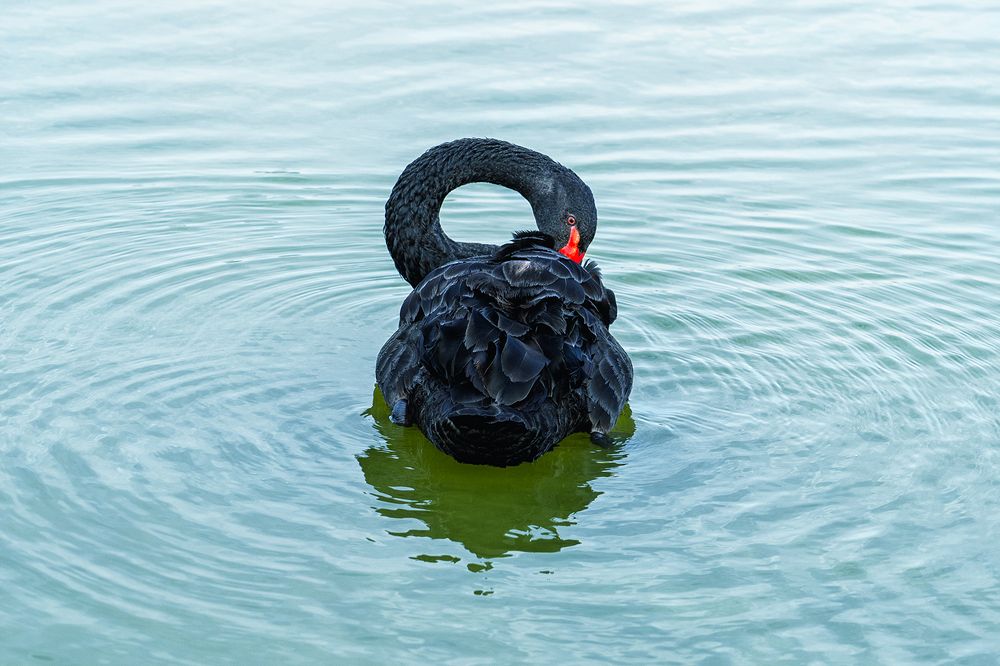 Фотография автора Mohsen Naranjani