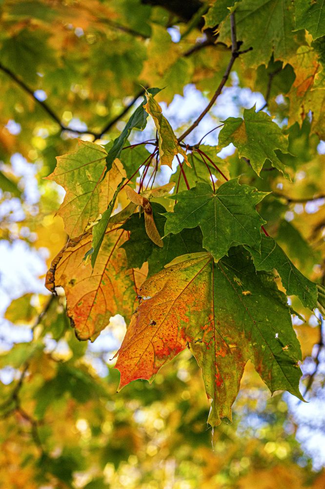 Photograph by Елена Беланенко