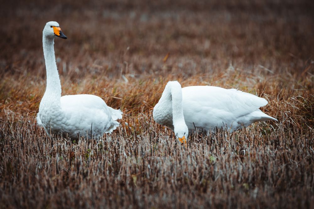 Photograph by Андрей Шабанов