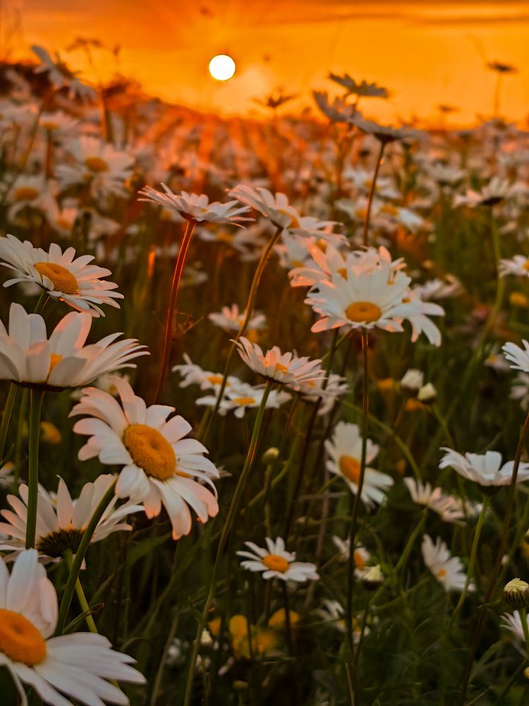 Photograph by Igor M.