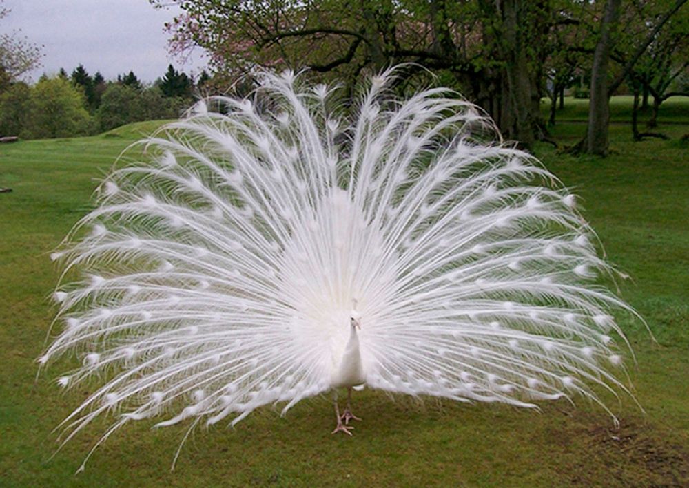 Photograph by Хвостов владимир Владимирович