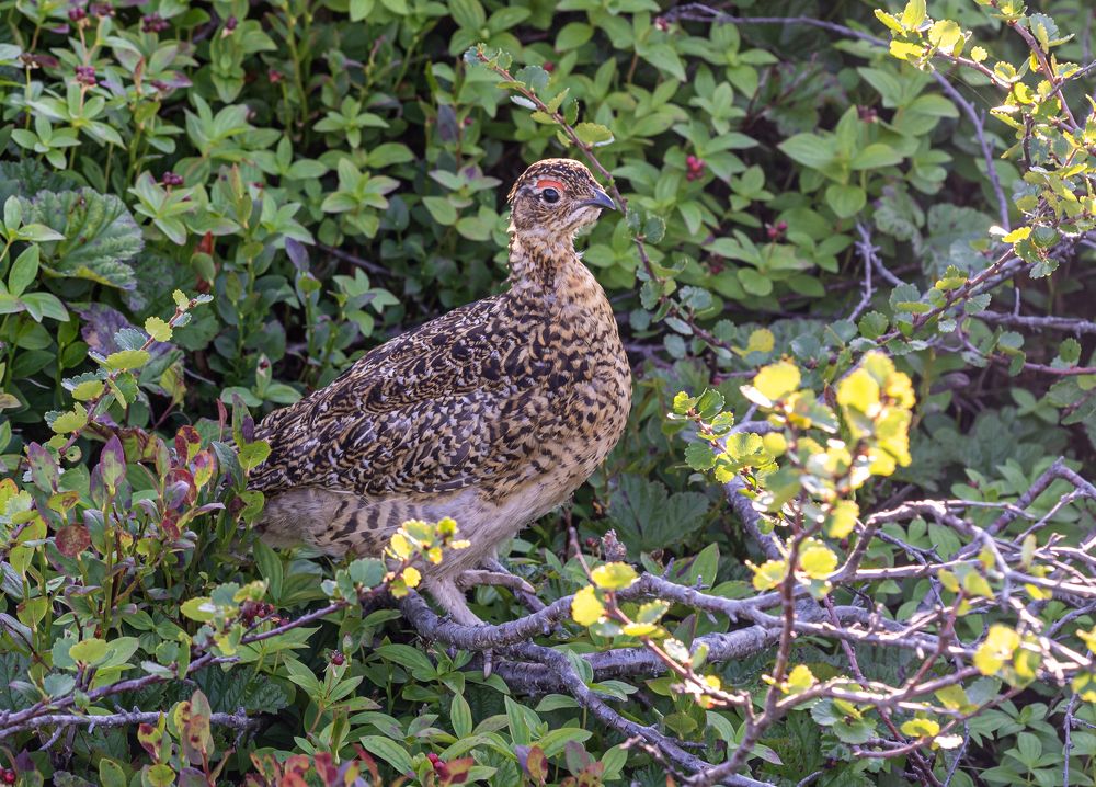 Летний наряд белых куропаток