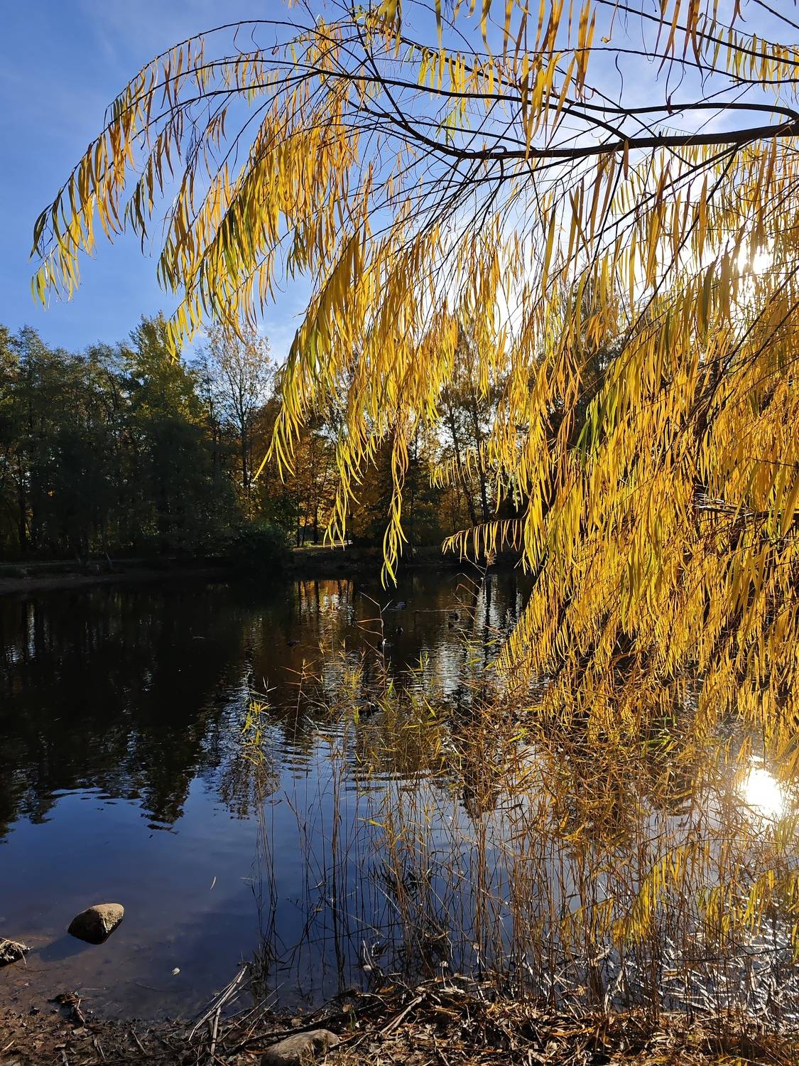 Photo #11218747