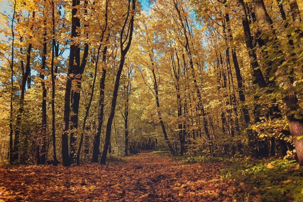 Photograph by Максим Кольцов