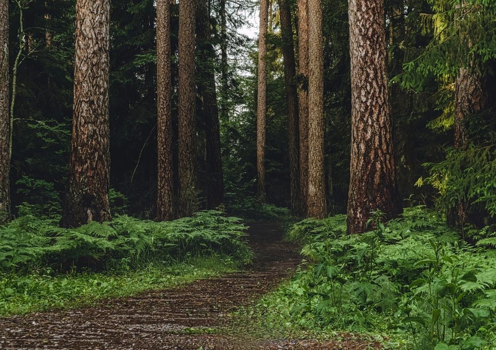 Photograph by Максим Кольцов