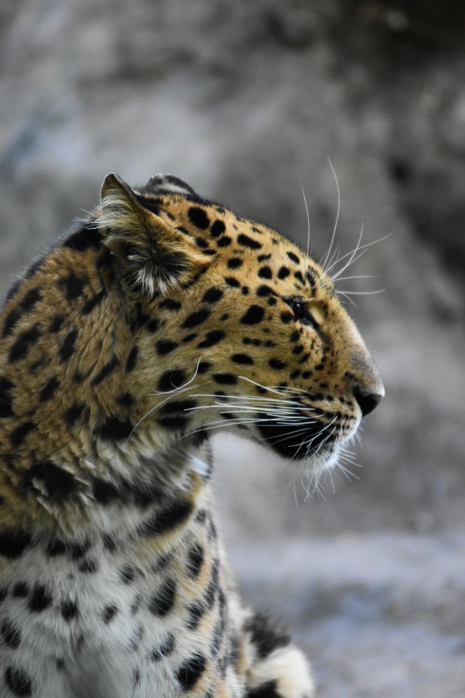 Photograph by Аlina BRAZIUL