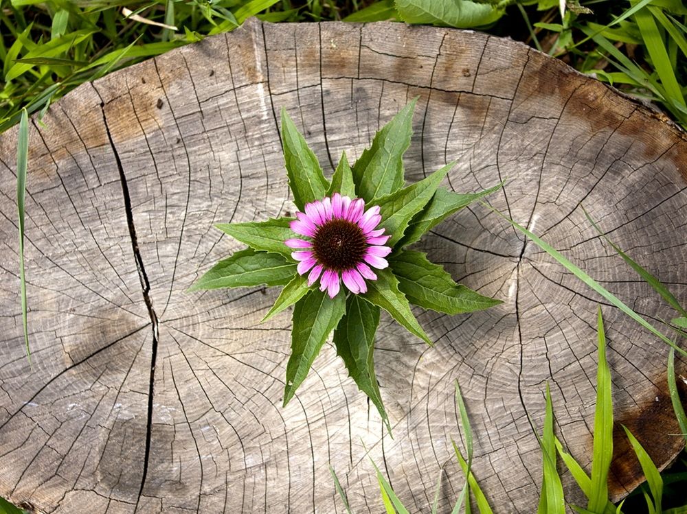 Photograph by Алексей Коношонкин