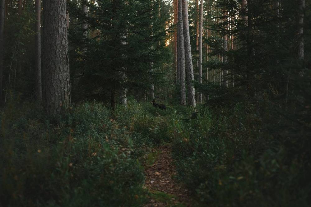 Photograph by Татьяна Степанова