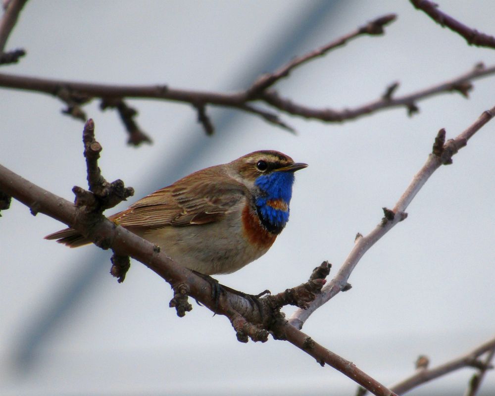 Photograph by Владимир Перминов