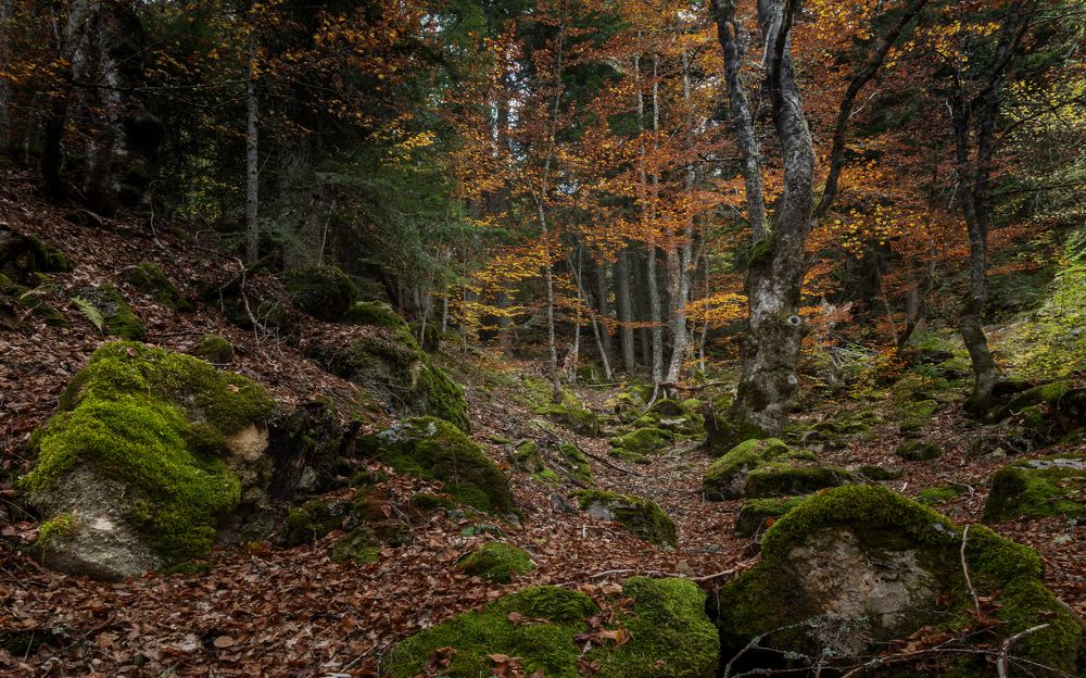 Photograph by Sajkovski Dejan