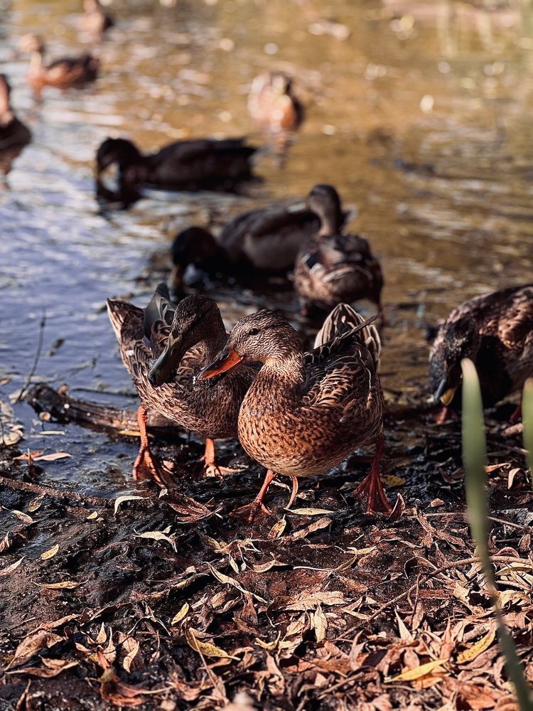 Photograph by Диана Бадеева