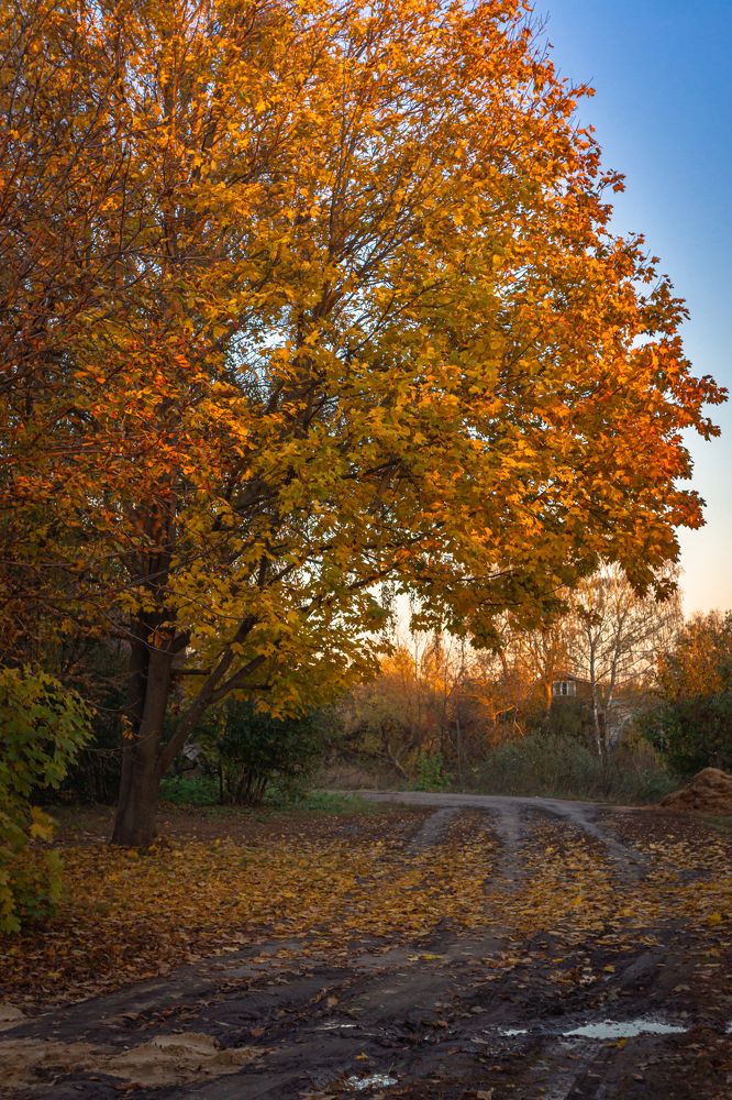 Каштан осенью цветёт
