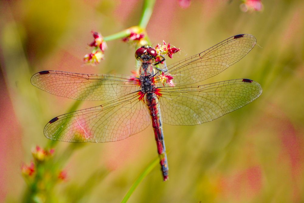 Photograph by Анастасия Гурова