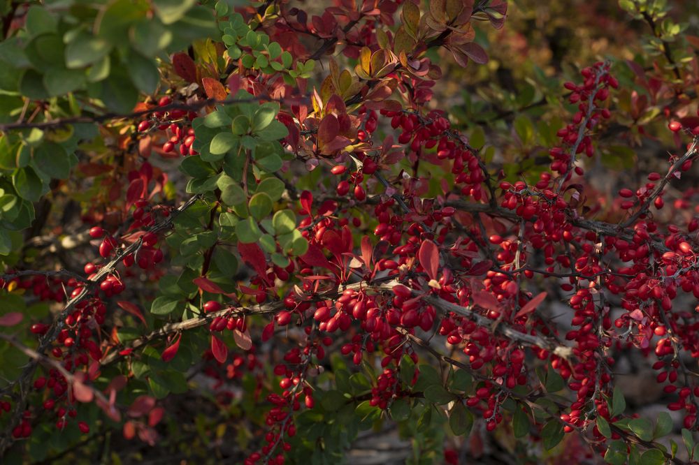 Photograph by Татьяна Кужаниязова