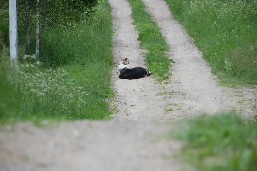 Photograph by Михаил Трусов