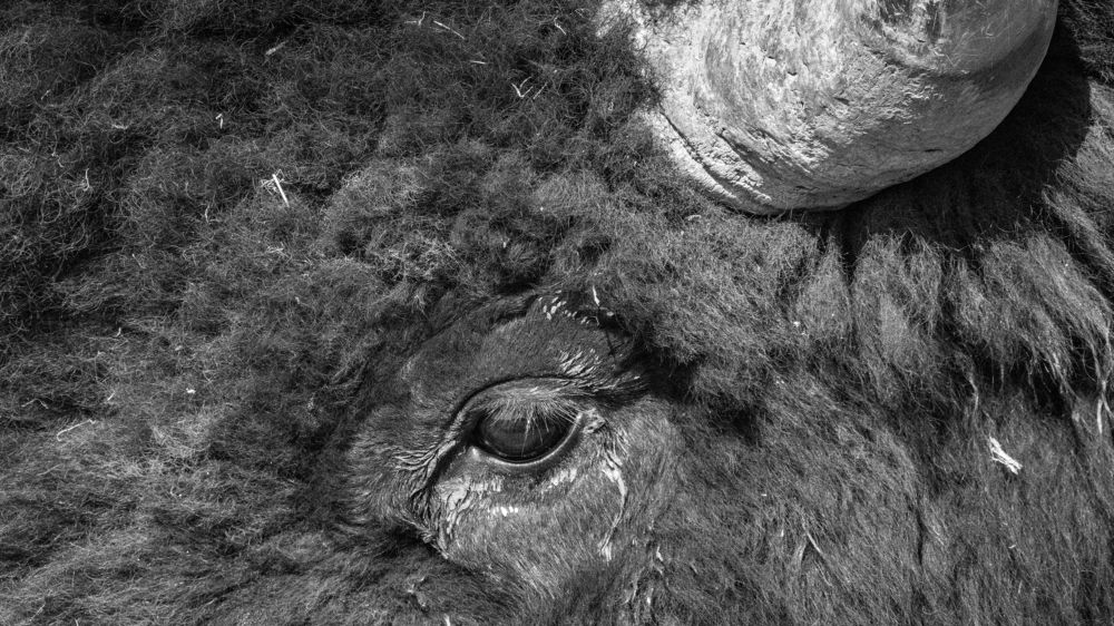 The Soul of the Plains