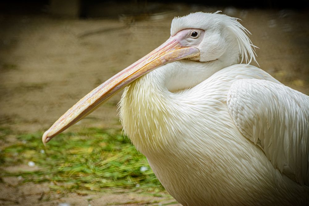 Photograph by Елена Берсенёва