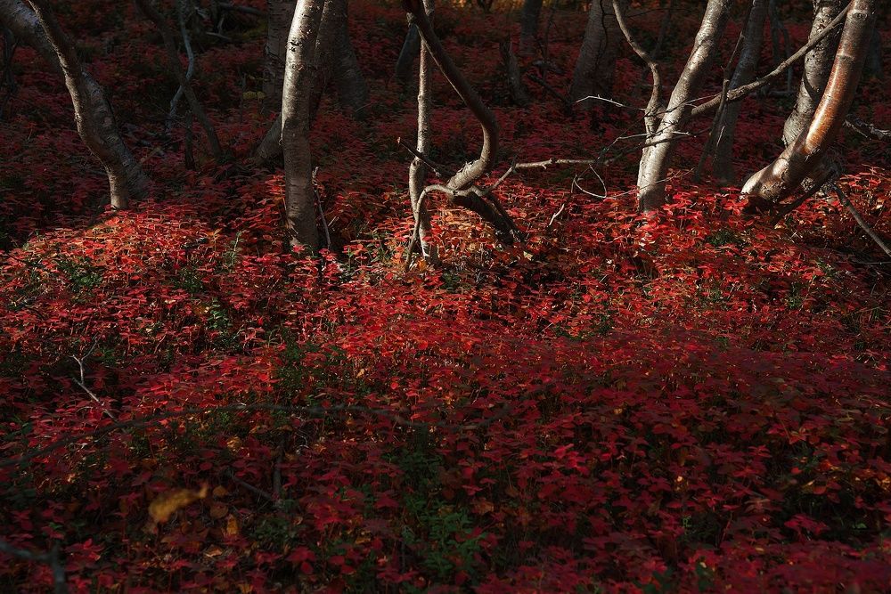 Photograph by Нерозя Александр