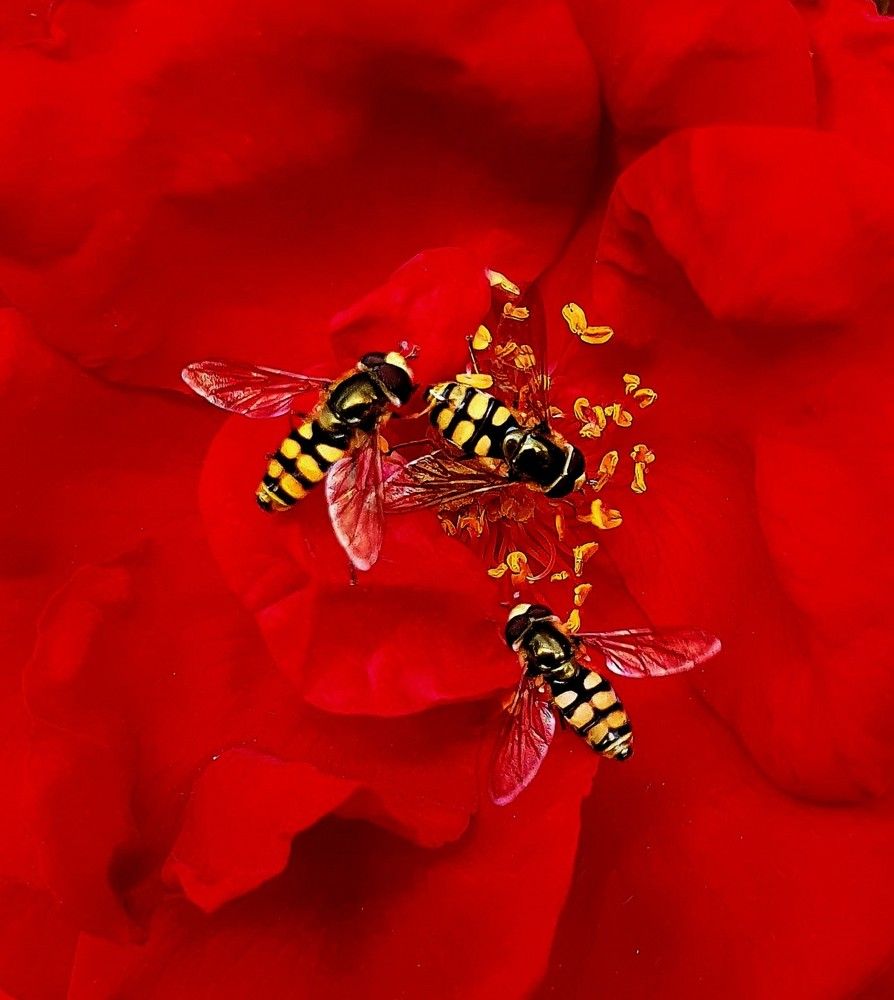 Photograph by Яна Галимуллина