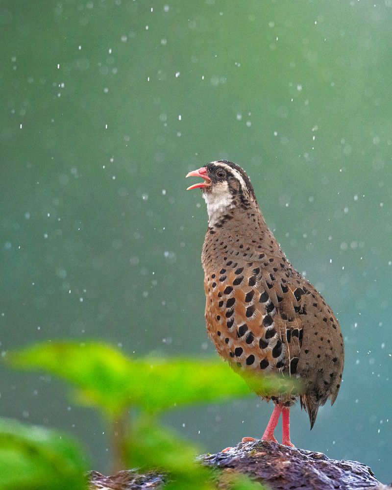 Photograph by Sakshi Pawar