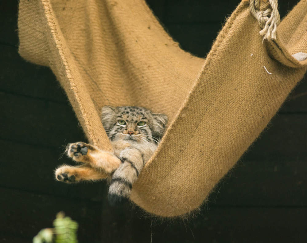 Манул отдыхает в гамаке
