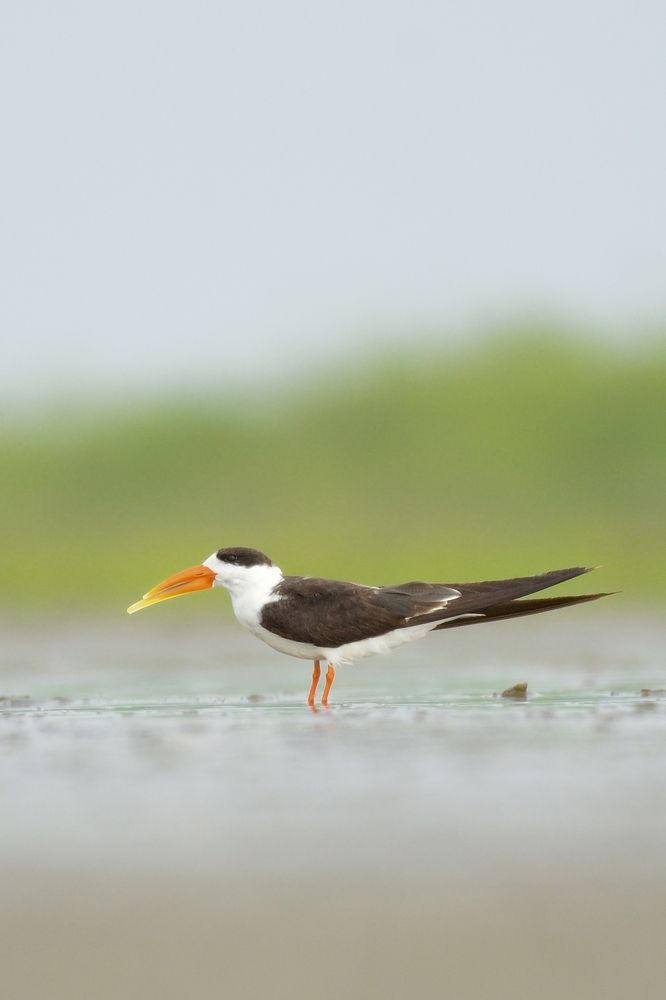 Фотография автора Ishan Vora