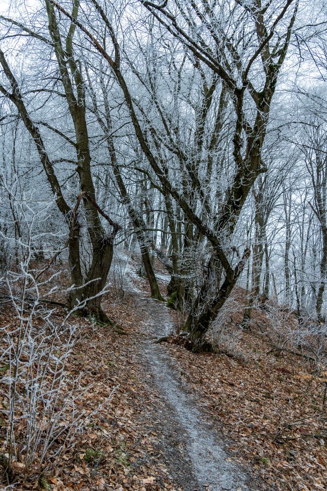 Фотография автора Дмитрий Referee