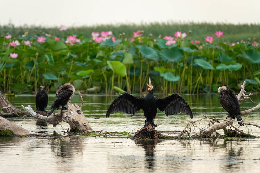 Photograph by Владимир Стрелков