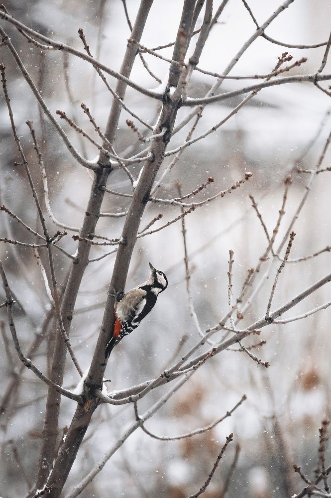 Photograph by Ольга Мазлова