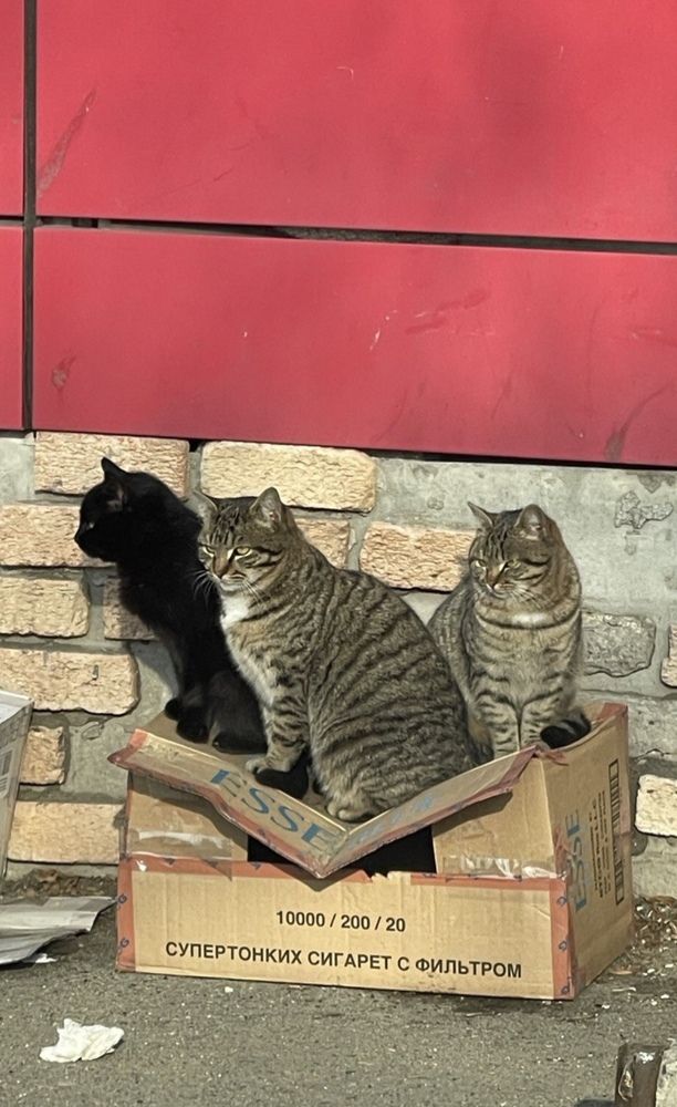 Весна опять пришла