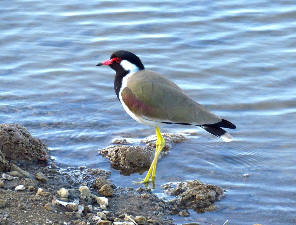 Calm Lapwing at the water\'s edge